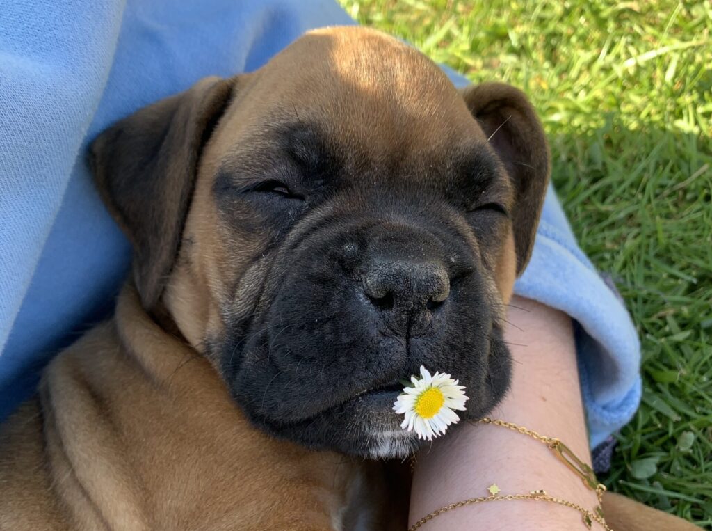 éducateur canin à hennebont