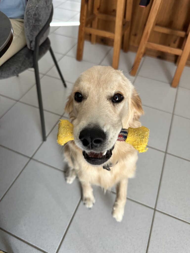 golden retriever en bilan comportemental
