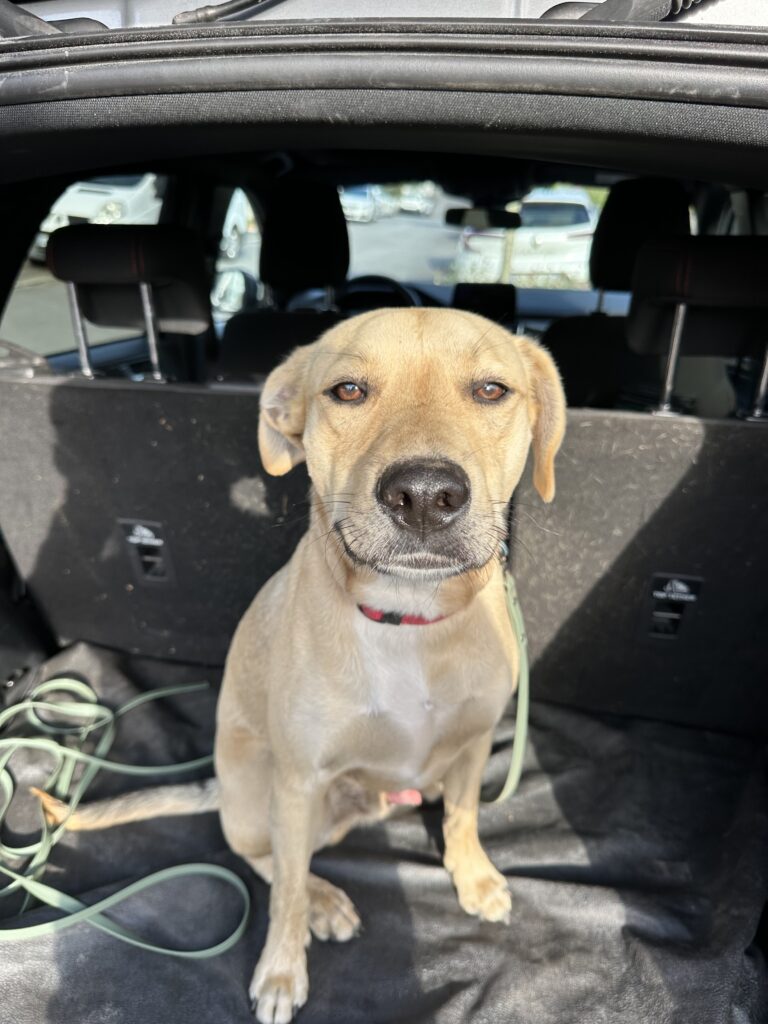 Staff cours éducation languidic morbihan