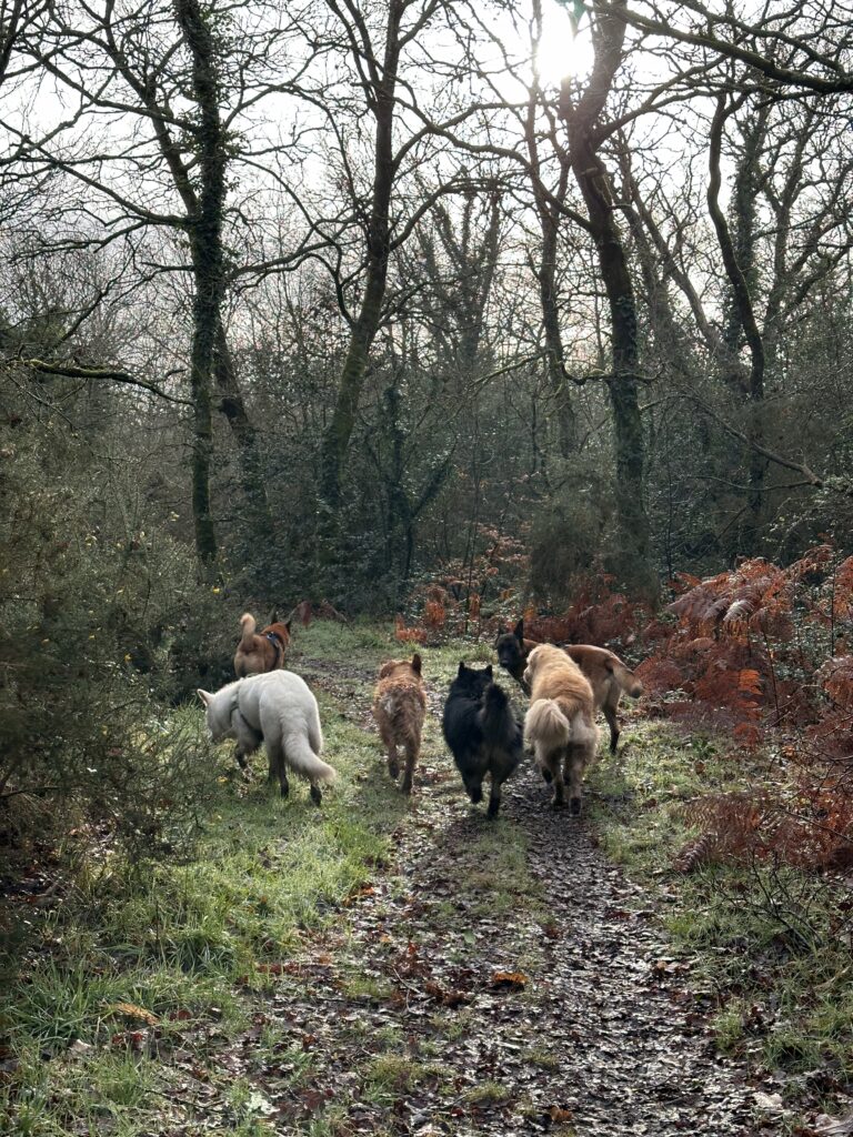 balade collective chien lanester morbihan