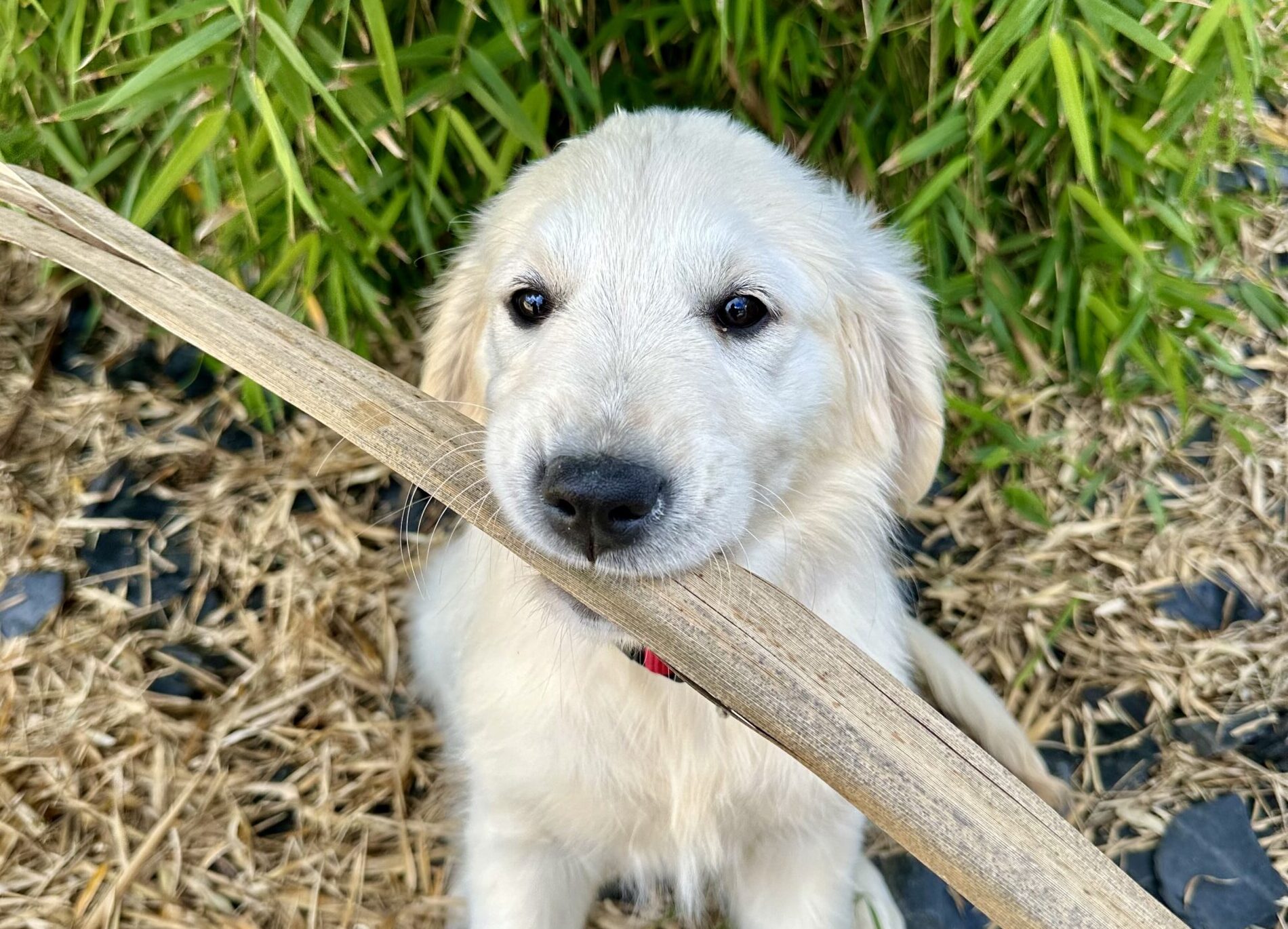 accueil d'un chiot golden retriever sur hennebont