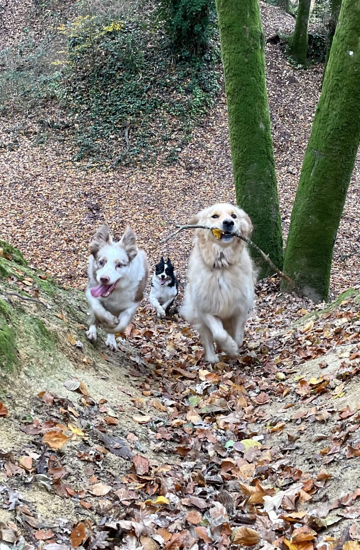 education canine morbihan