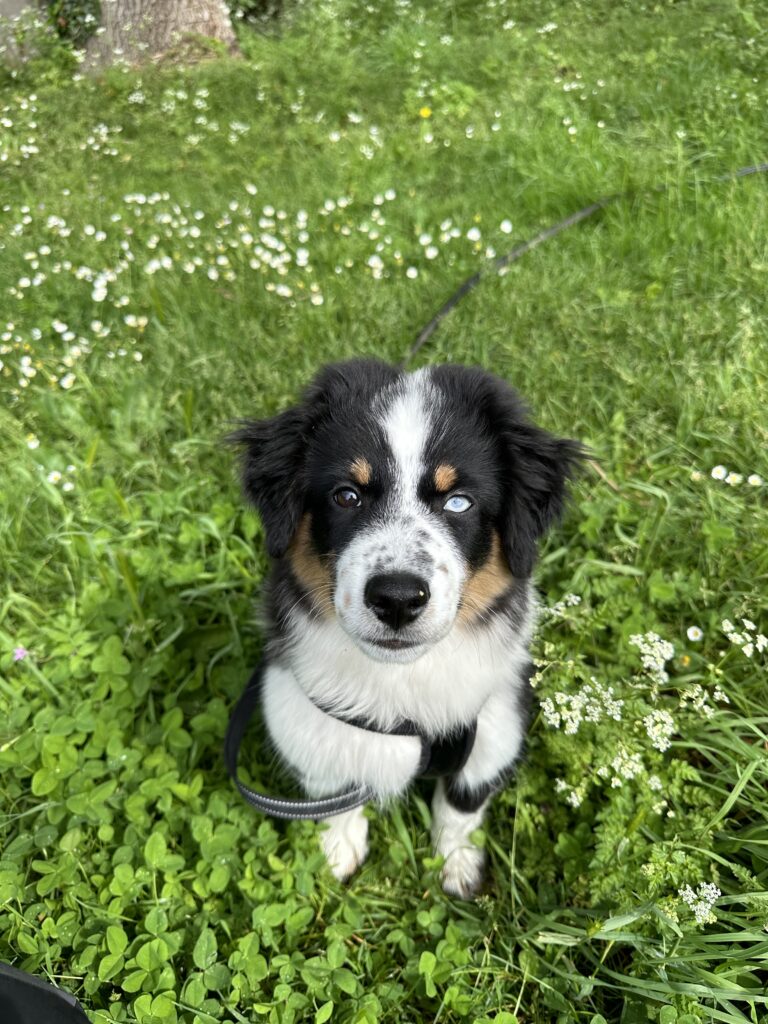 séance accueil chiot esprit dog hennebont