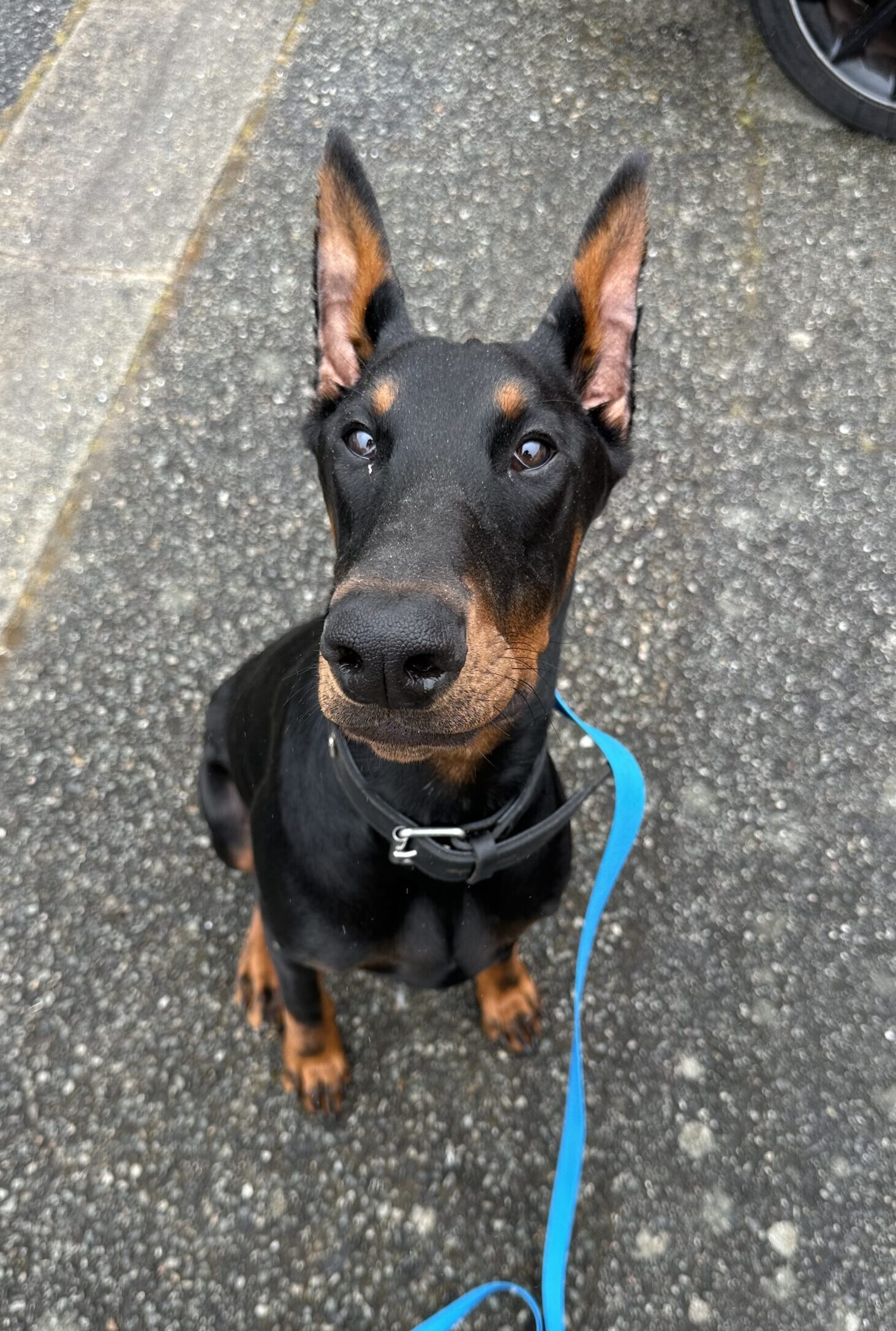 education canine doberman Lorient