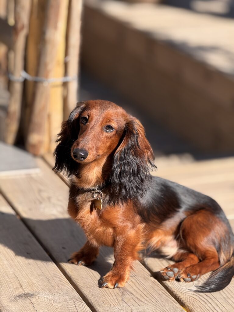 teckel nain a poil long education canine lorient