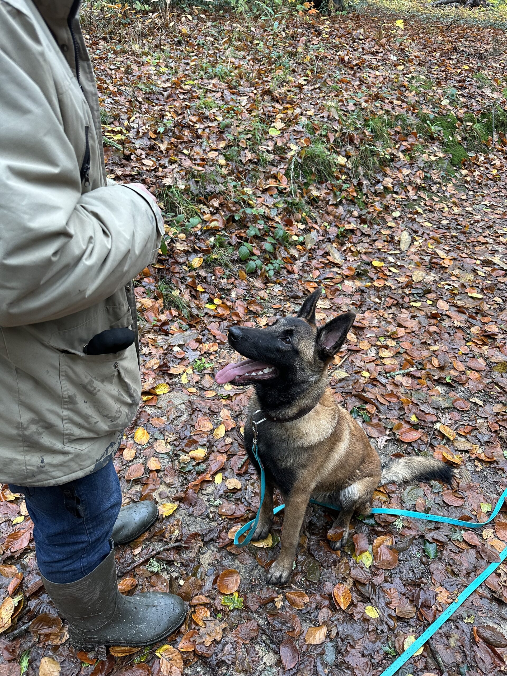 éducateur canin à hennebont