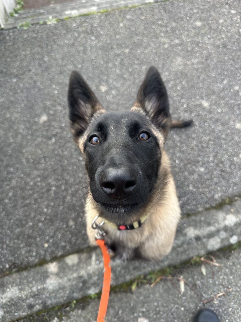 chien malinois en bilan comportemental