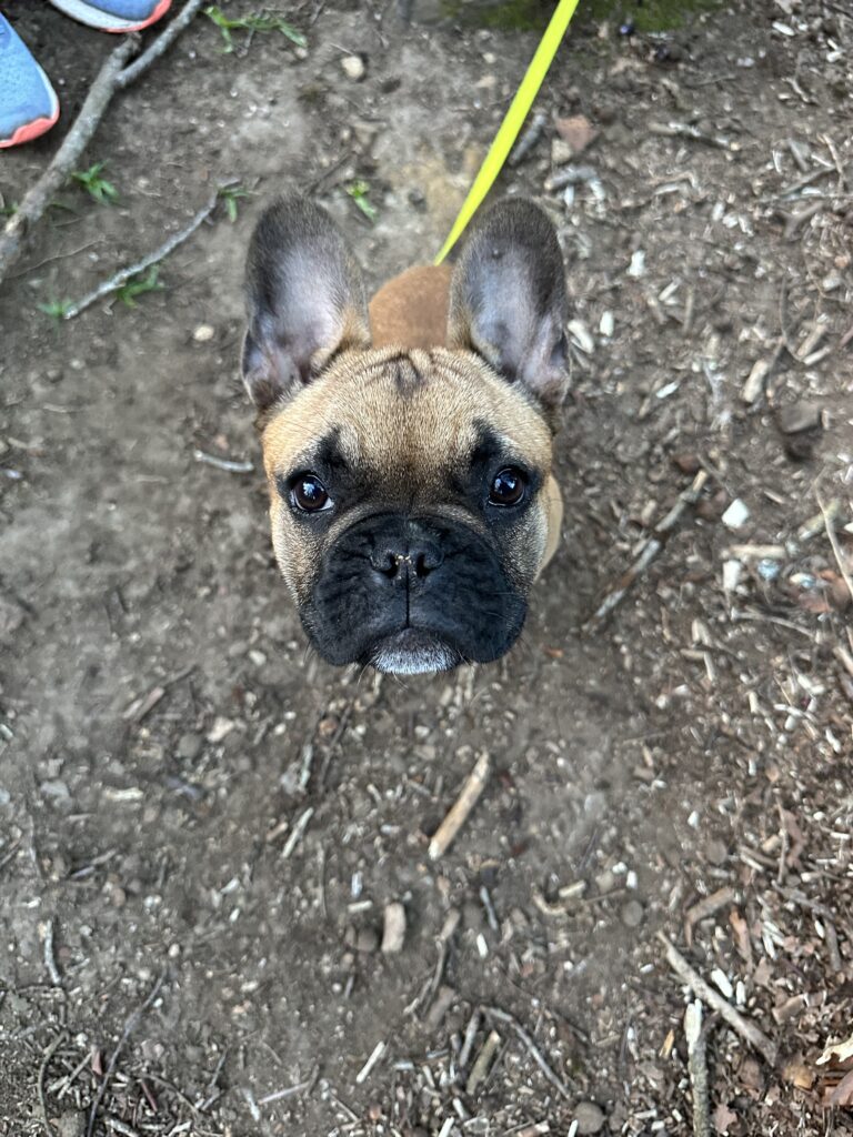balade d'un chien bouldogue français