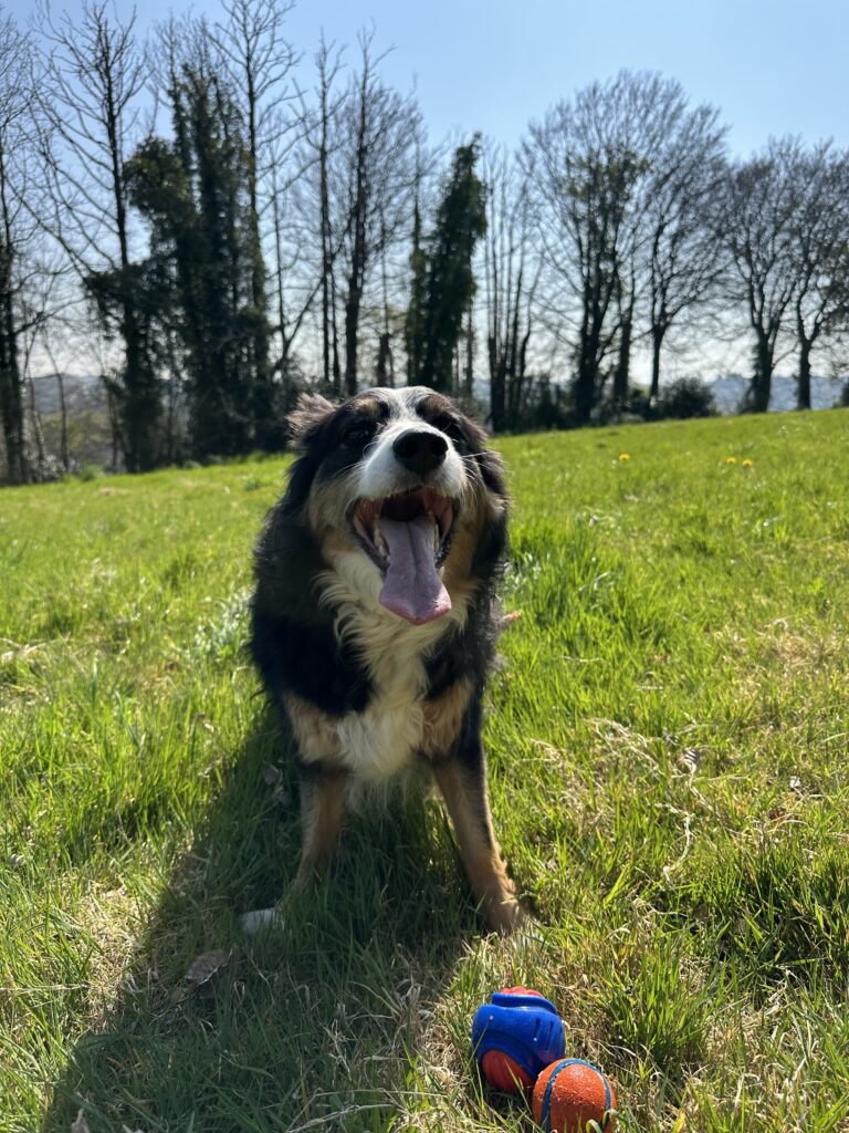 bilan comportemental d'un berger australien sur hennebont