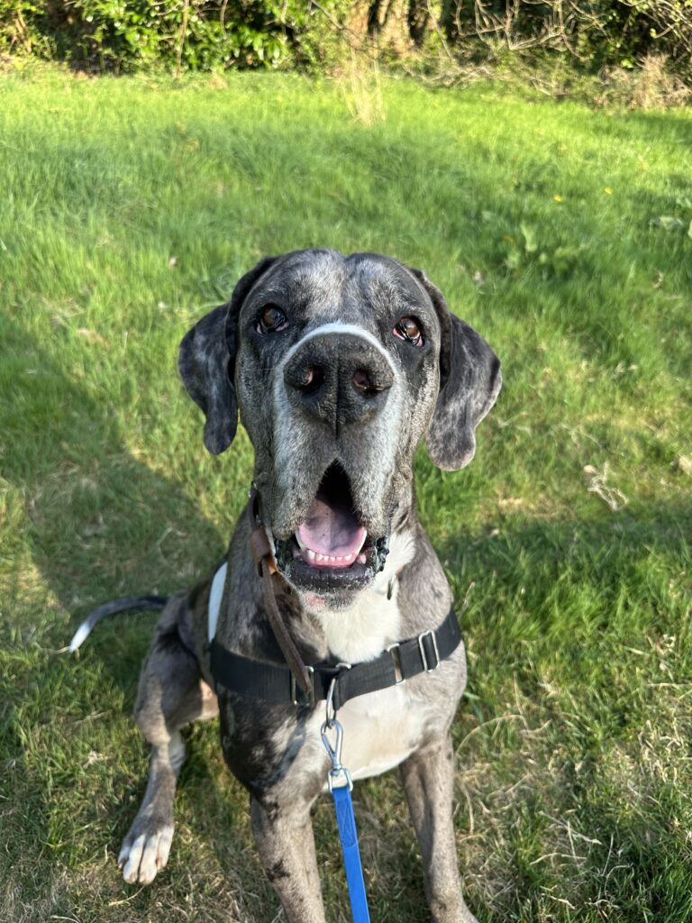 cours d'éducation d'un dogue allemand a languidic