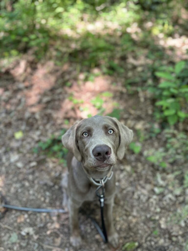 cours d'éducation avec un braque