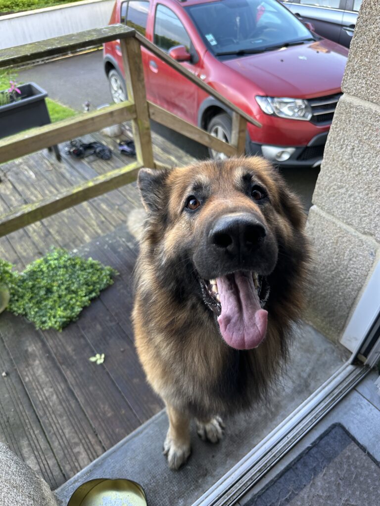 rééducation d'un berger allemand agressif congénere sur lochrist