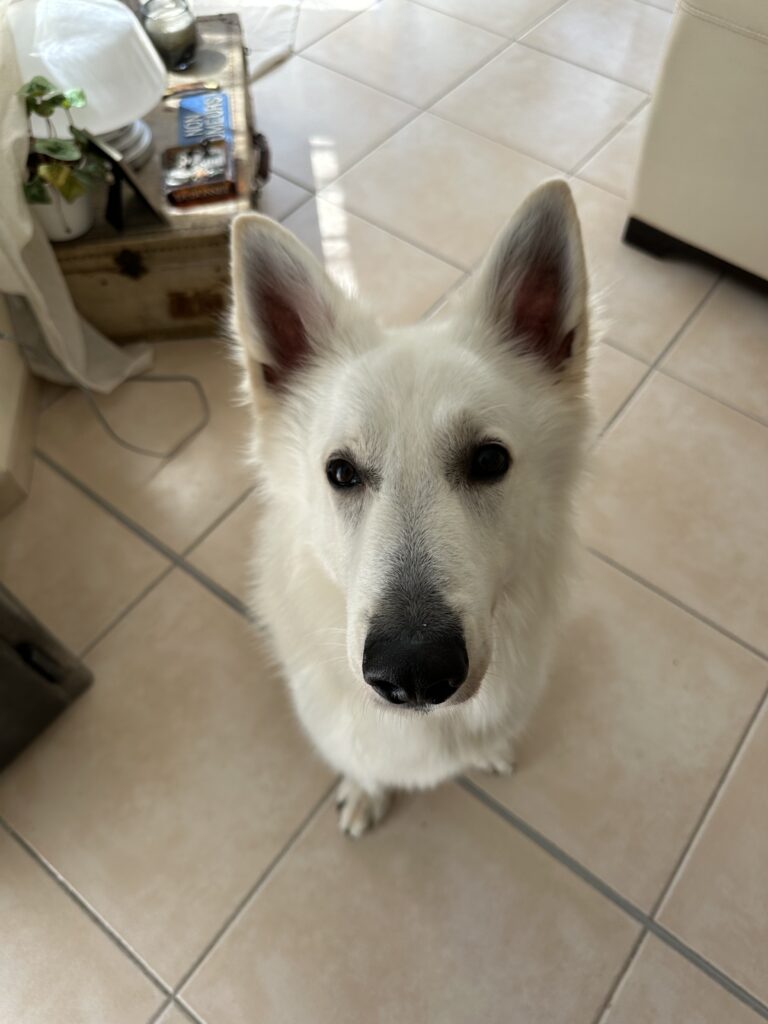 rééducation comportemental d'un berger blanc suisse a ploemeur