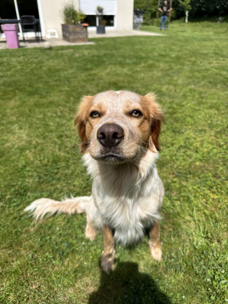 Séance d’éducation canine avec un chien seter à Locmiquelic – Axel éducateur canin