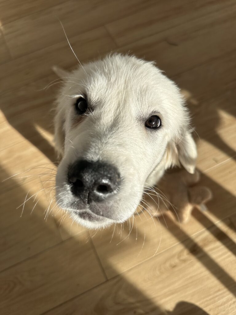 Séance d’éducation canine avec un chien golden à Hennebont – Axel éducateur canin