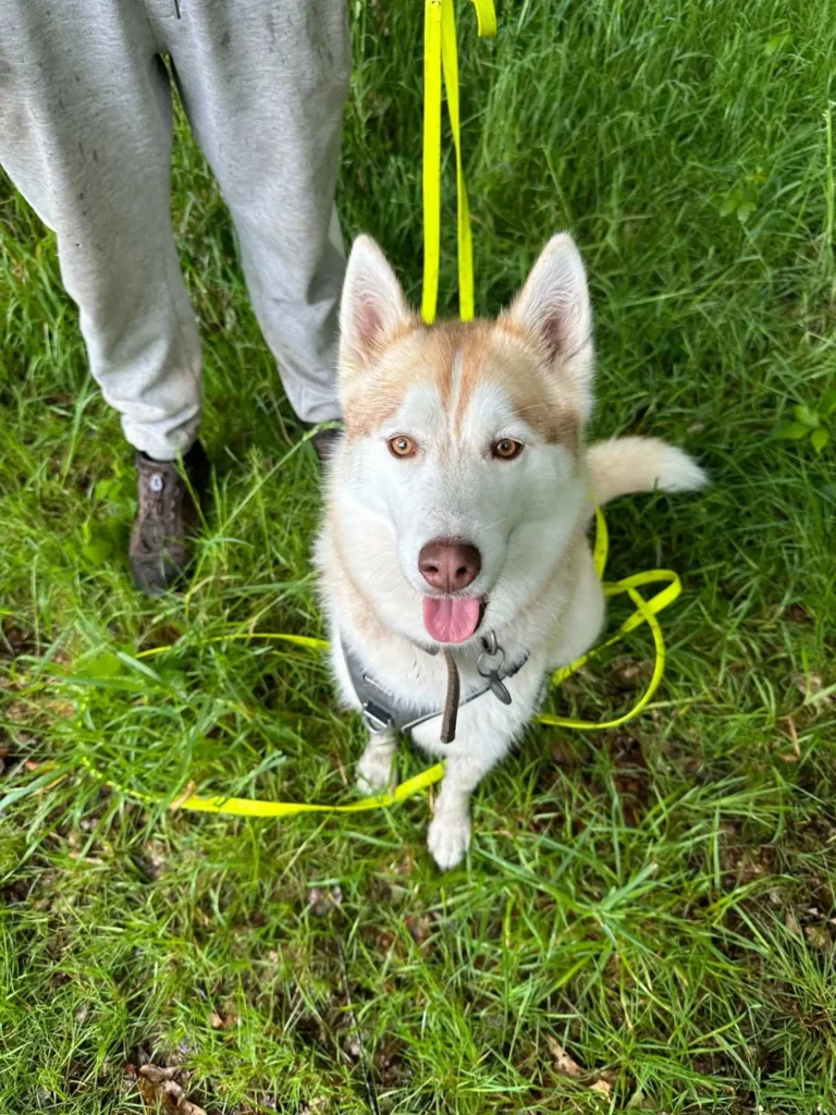 husky avec promeneur de chien sur hennebont