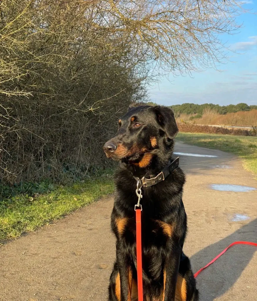 bauceron en cours d'éducation à larmor plage