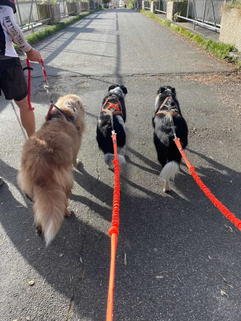 trio de chien faisant du cani cross