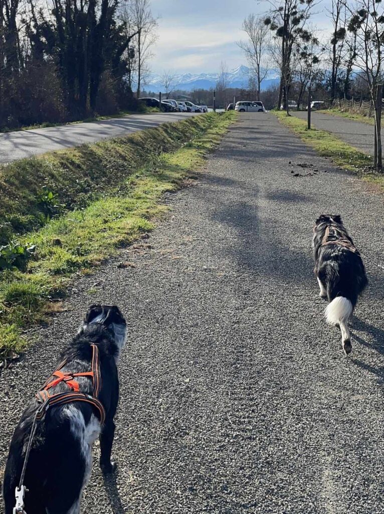 cani cross avec deux border à hennebont
