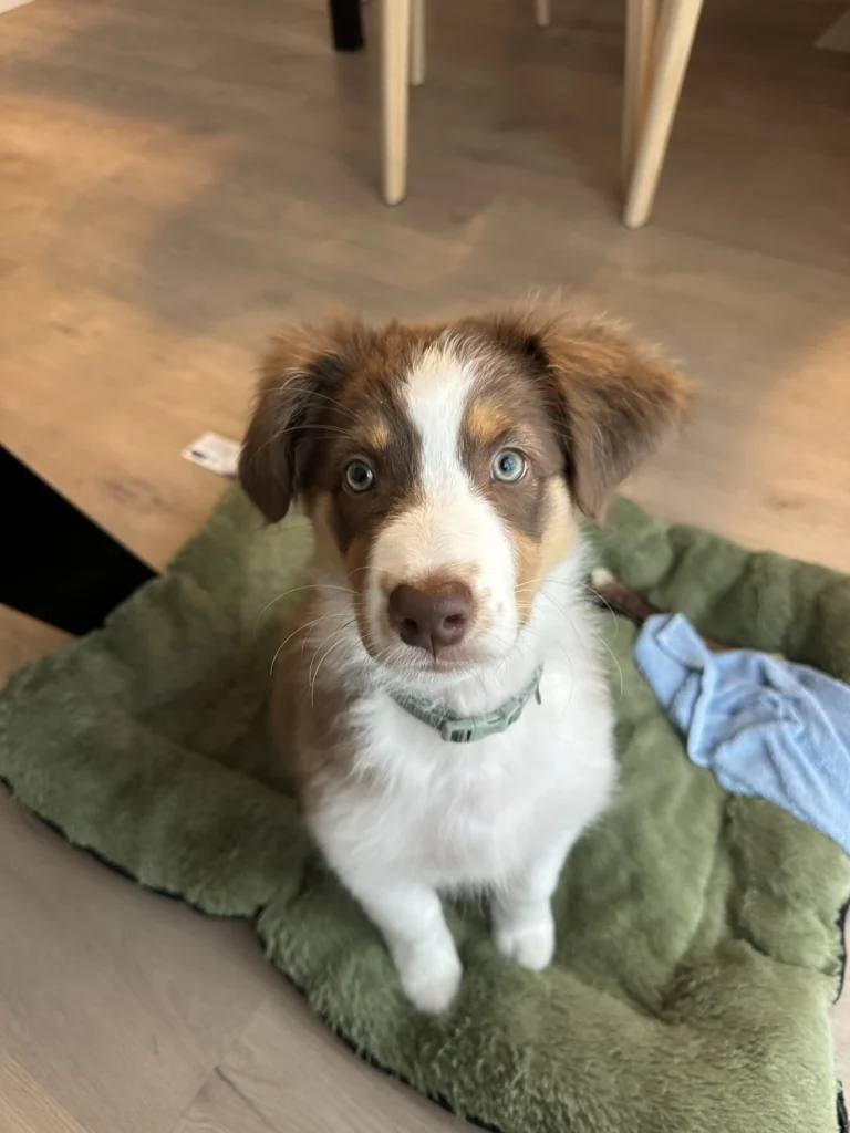 education chiot berger australien kervignac